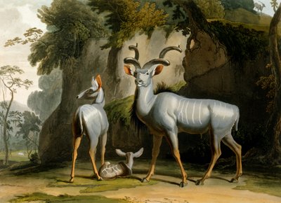 The Koodoo by Samuel Daniell